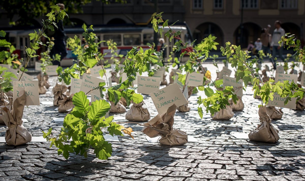 Jak Enti zachraňovali lesy: Příběh advokační kampaně Hnutí DUHA
