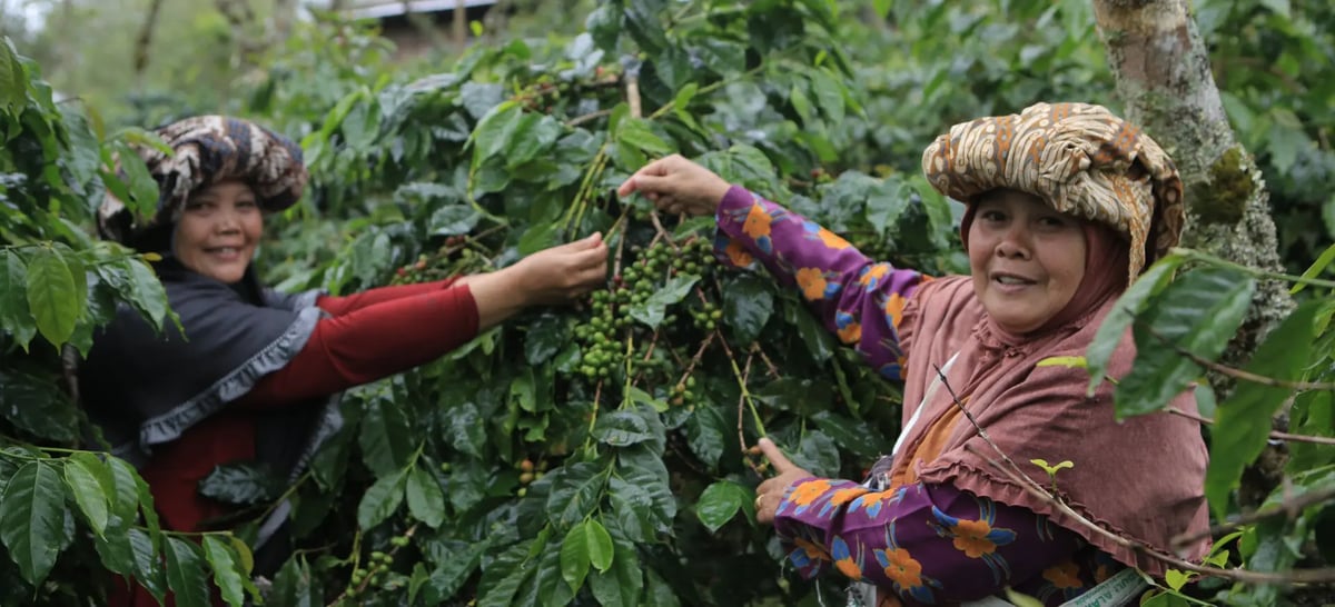 Český fair trade slaví 20 let, Češi za tu dobu vypili 22 olympijských bazénů férové kávy