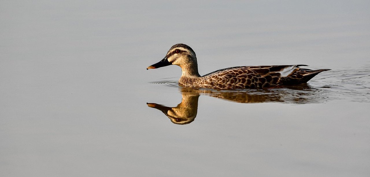 spot-billed-ducks-8023527_1280.jpg