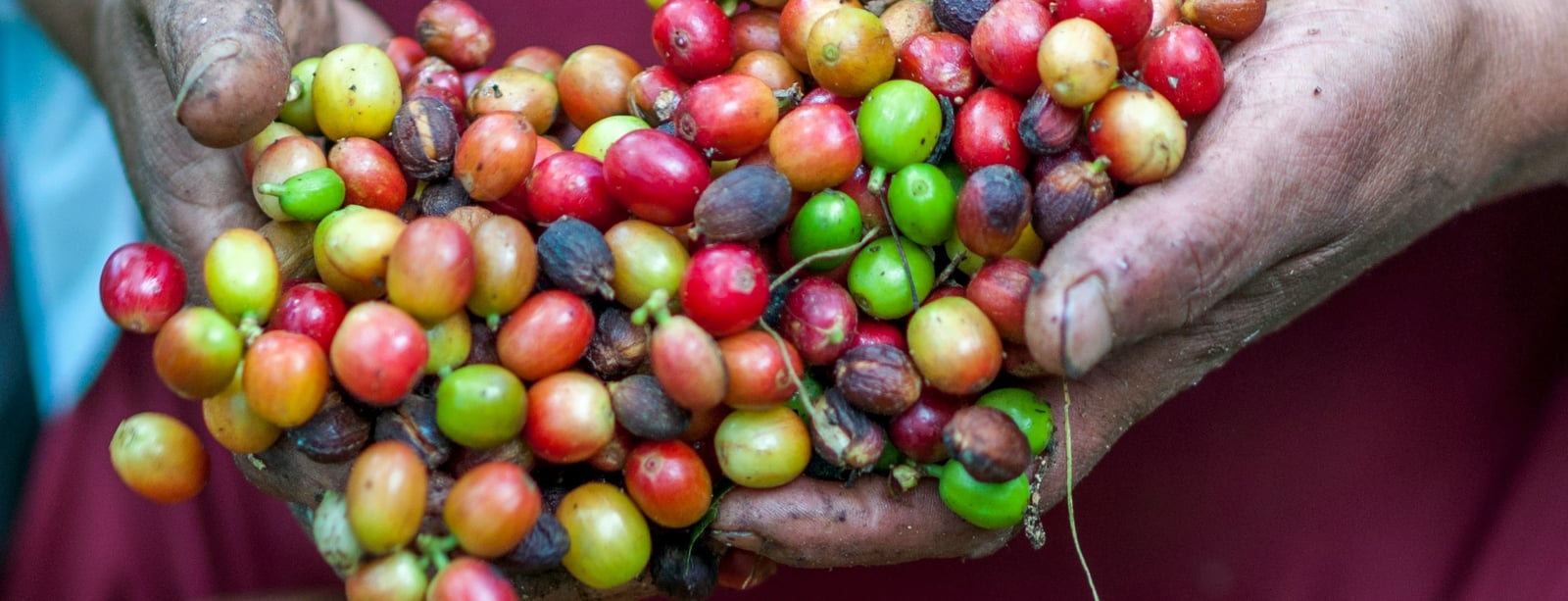 Ještě férovější šálek kávy: Fairtrade International bojuje novým standardem proti odlesňování
