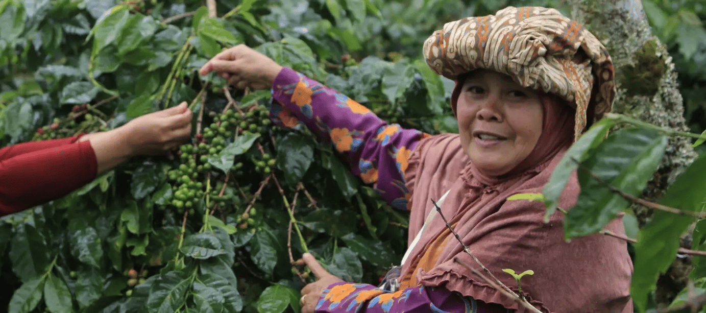 Český fair trade slaví 20 let, Češi za tu dobu vypili 22 olympijských bazénů férové kávy