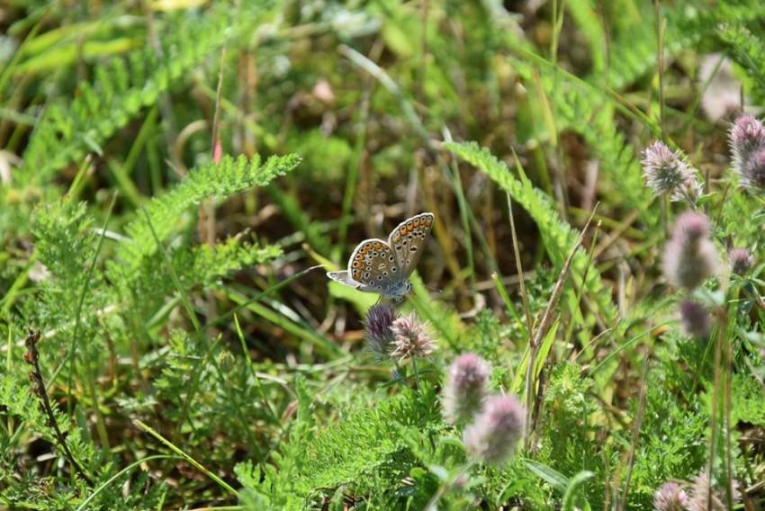 Motýli si v symbióze různých rostlin libují. Foto: Motýlárium Votice