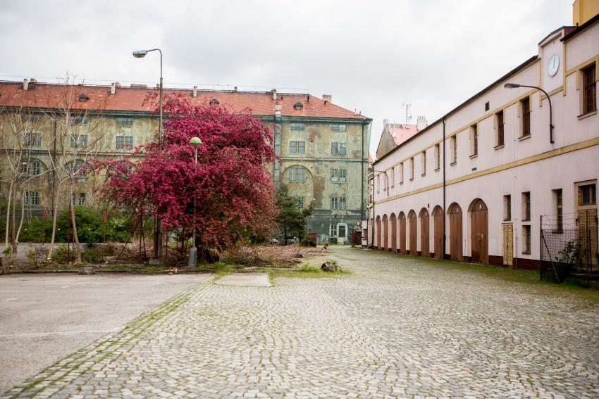 Matěj usiluje o zachování divokosti Kasáren. “Nechci to tu přetunit,” říká. Foto: Dorota Velek