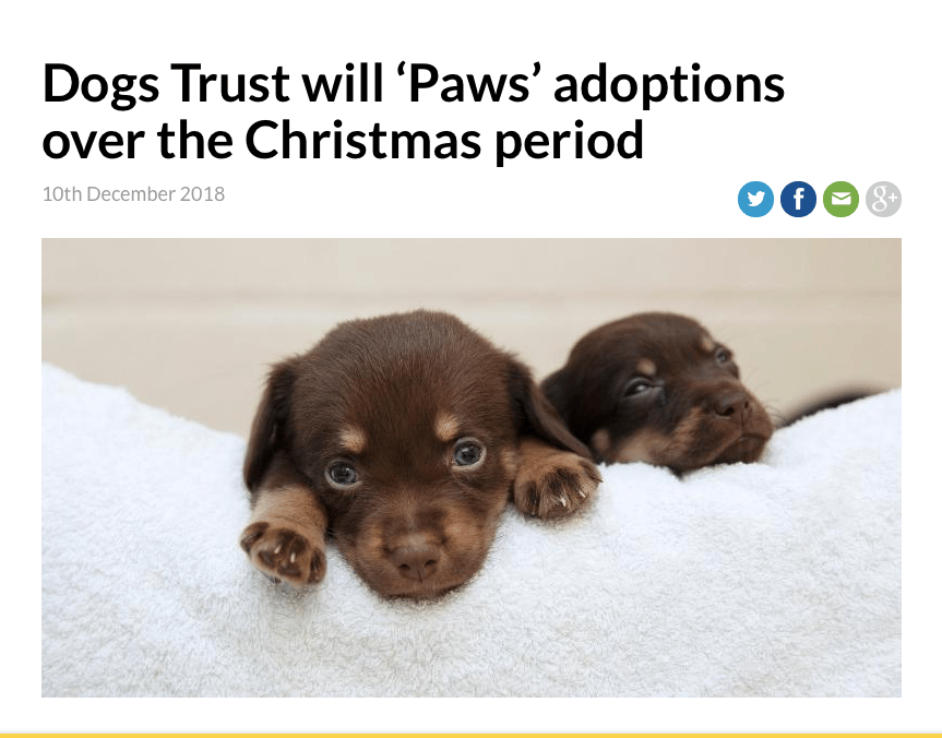 Zdroj: https://www.dogstrust.ie/